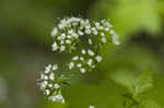 Sweet cicely <BR>Anise-root <BR>longstyle sweetroot